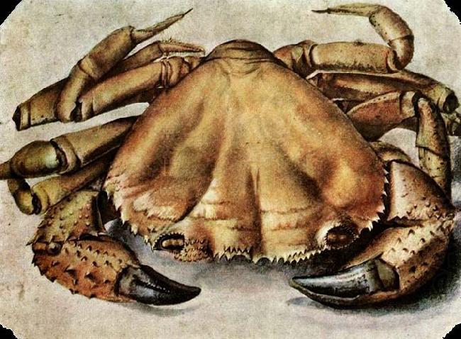 Lobster, Albrecht Durer